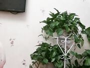 约粉丝到家中啪啪 提前吃了春药骚劲一会儿就上头 口交后入观音坐莲激情无限