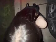 乱伦亲姐 让极品性感姐姐微露脸穿上油光黑丝趴在大马路上露出求操姐姐